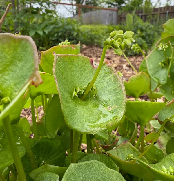 Miner's Lettuce