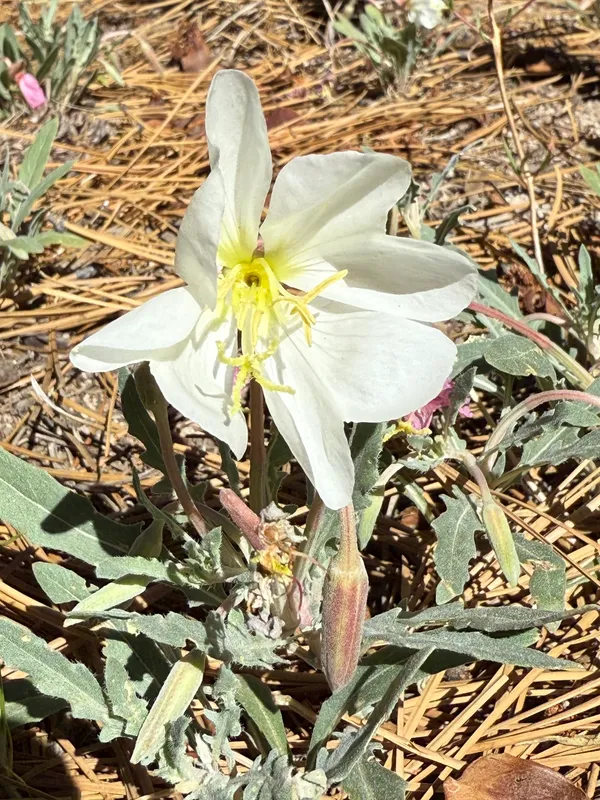 California Evening Primrose