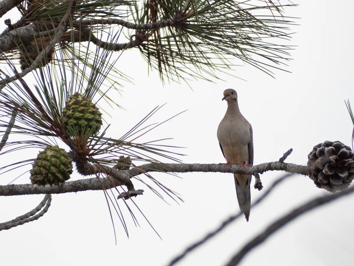 Mourning Dove
