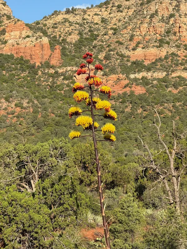 Parry's Agave