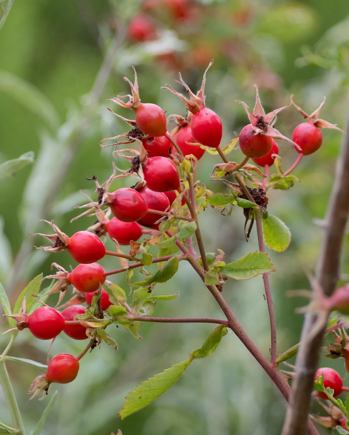 California Wild Rose