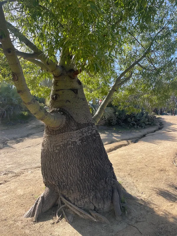 Queensland Bottle Tree