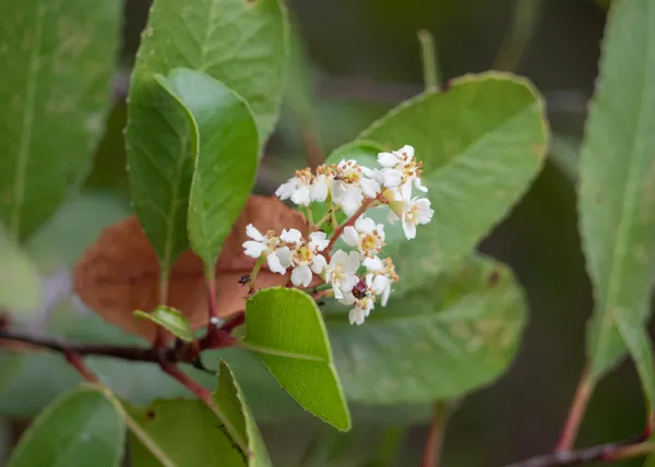 Toyon
