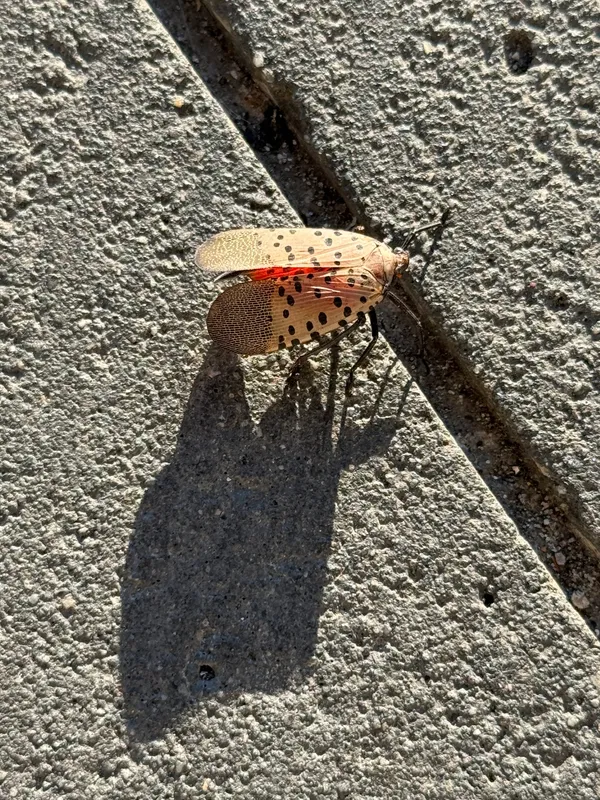 Spotted Lanternfly