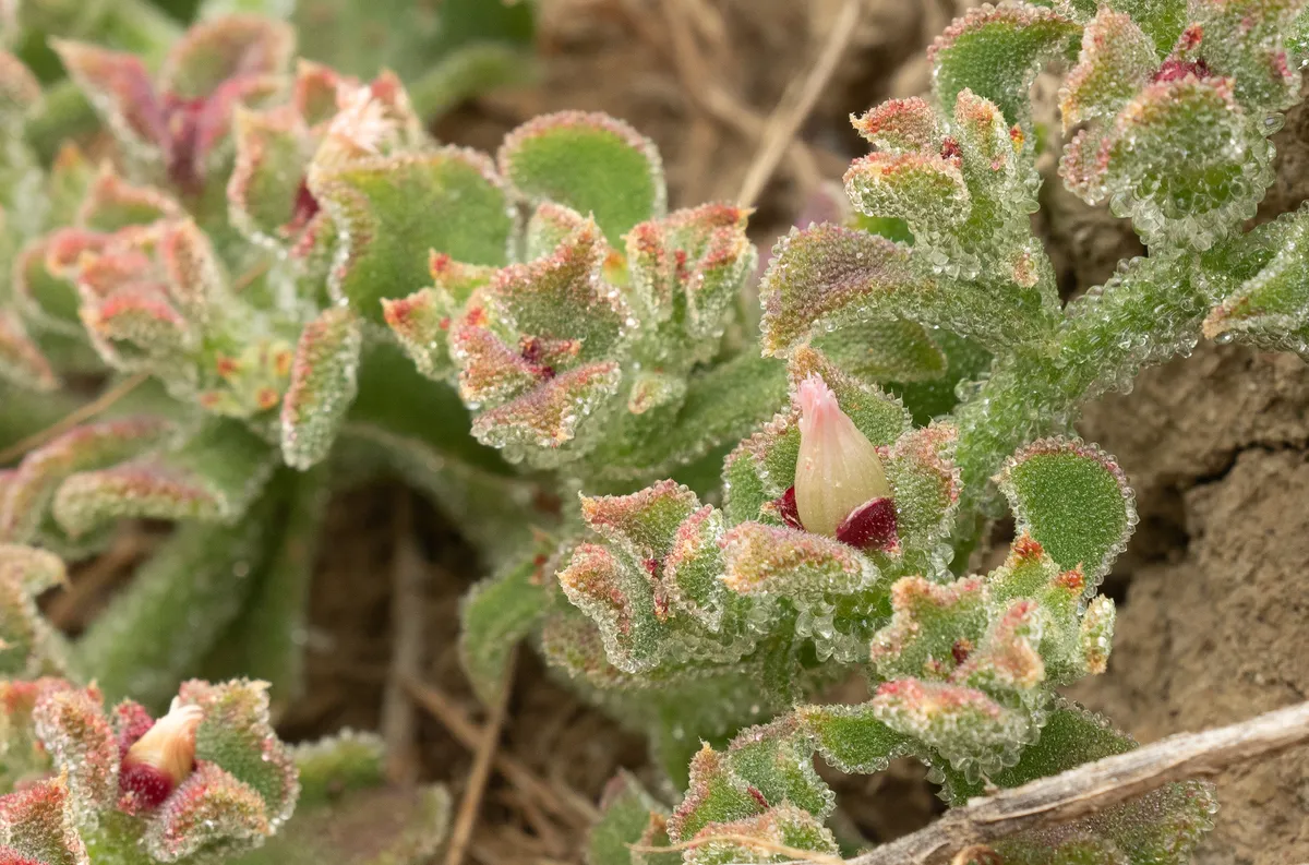 Crystalline Ice Plant