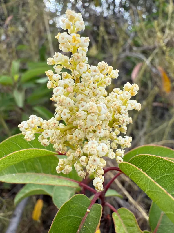 Laurel Sumac