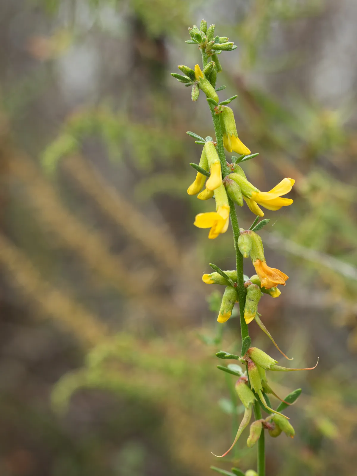 Coastal Deerweed