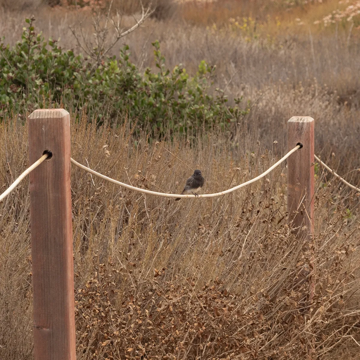 Black Phoebe