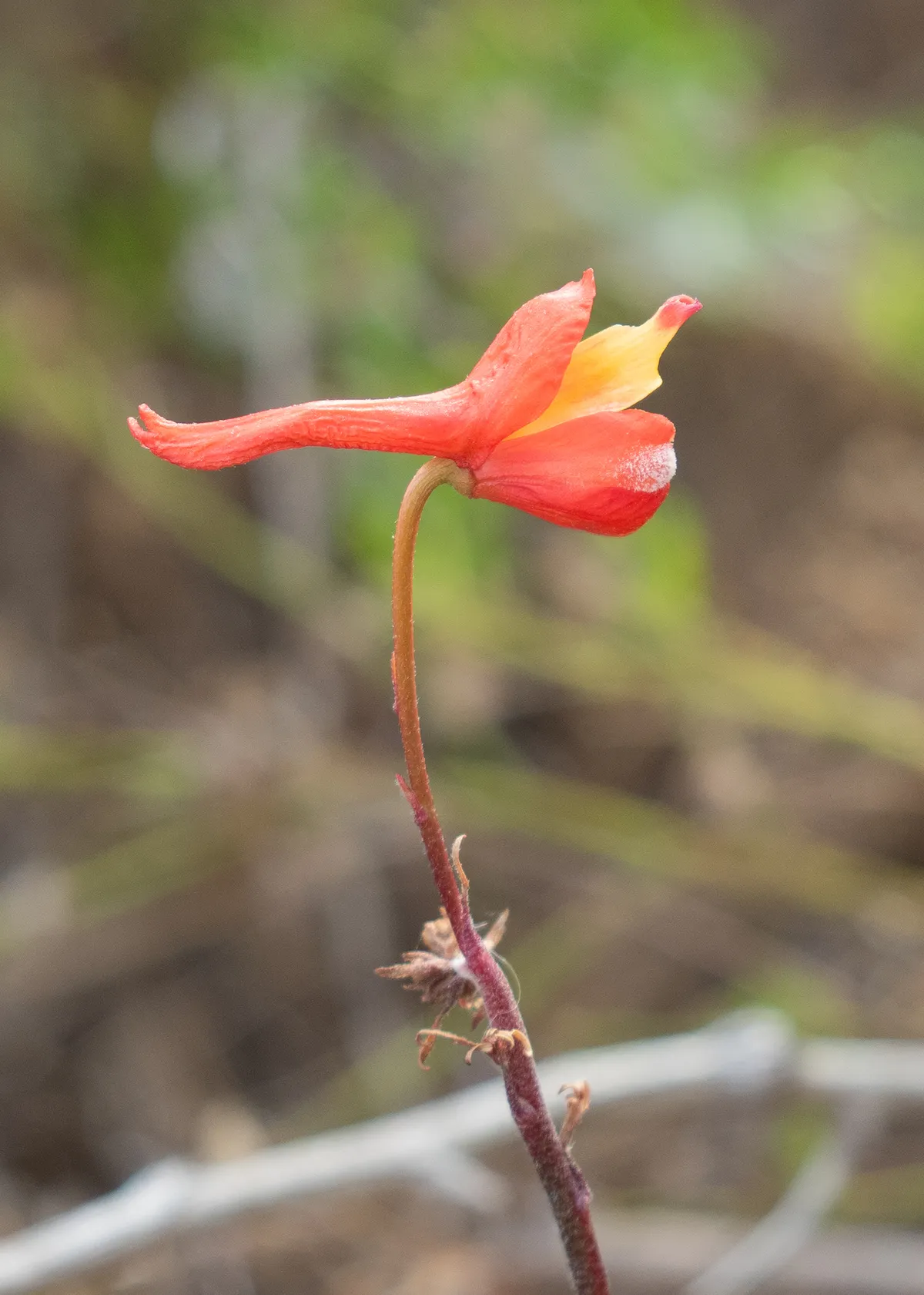 Scarlet Larkspur