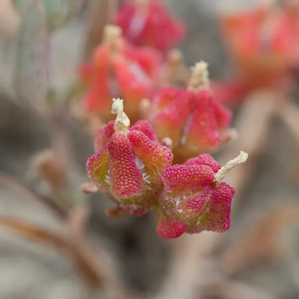 Slender Iceplant