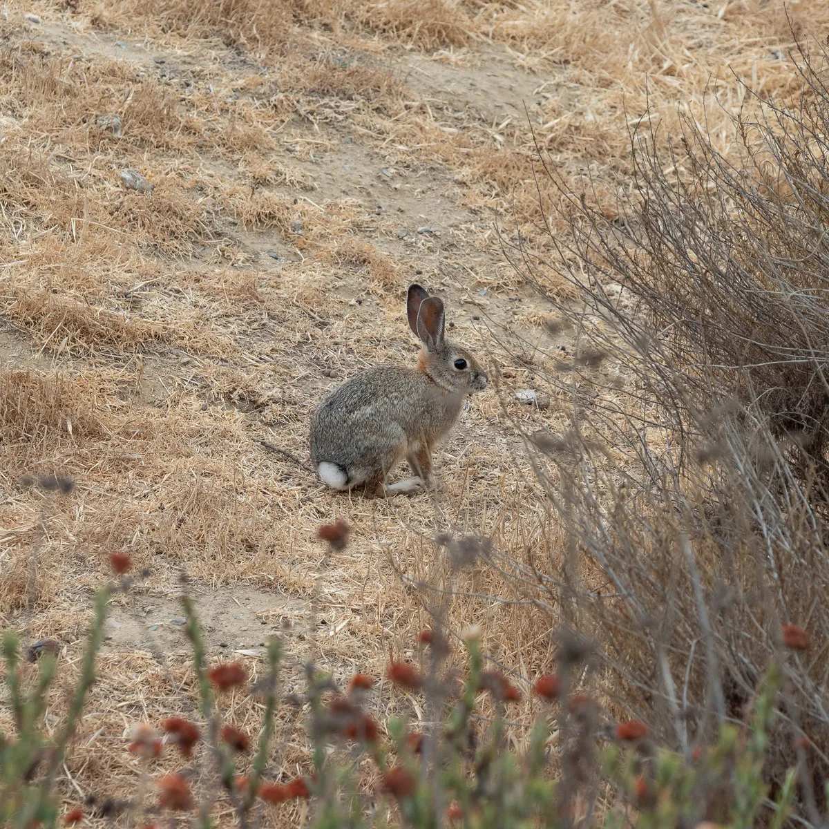 Desert Cottontail