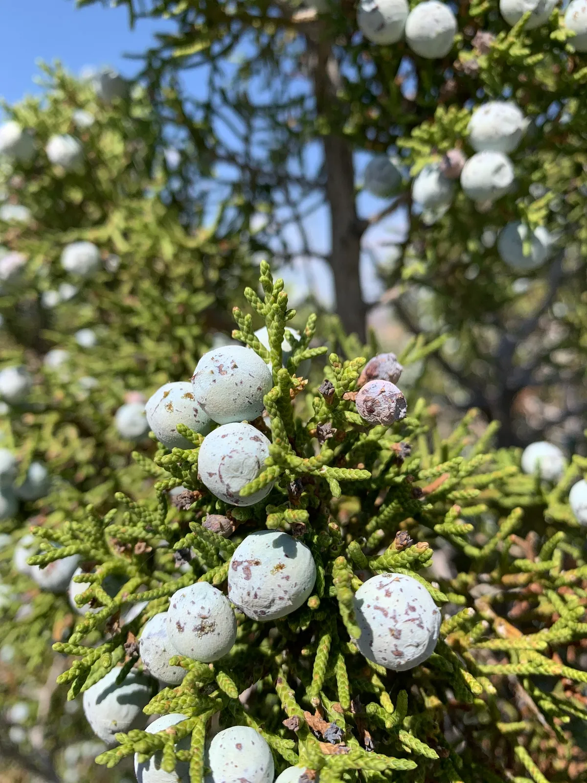 California Juniper
