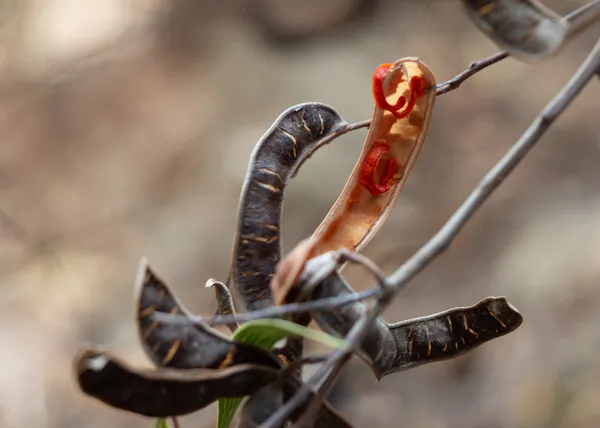 Western Coastal Wattle