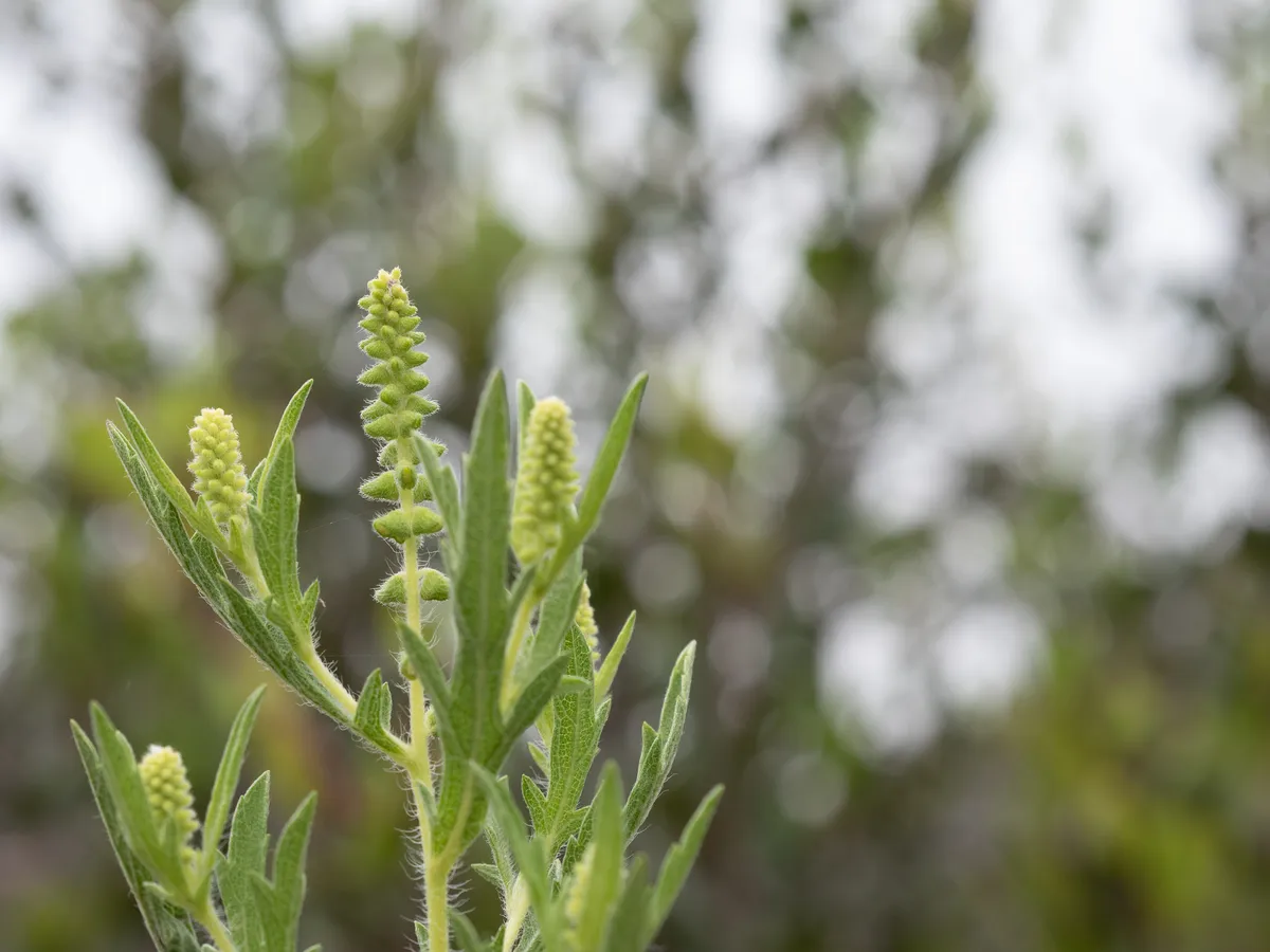 Western Ragweed