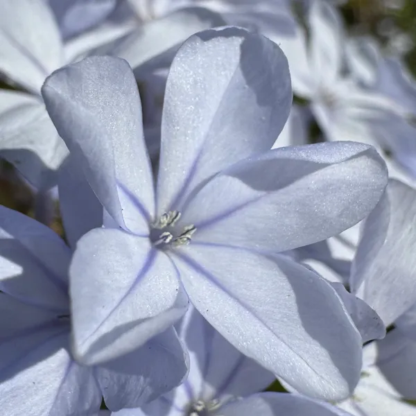 Blue Plumbago