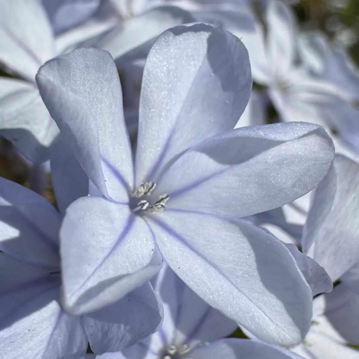 Blue Plumbago
