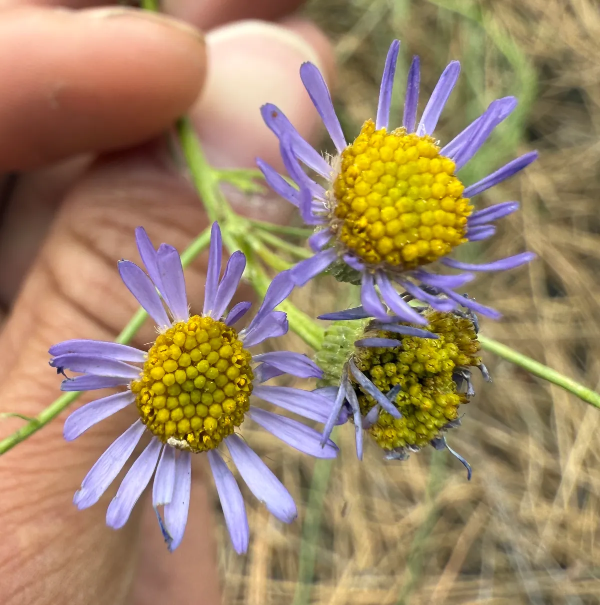 Leafy Fleabane
