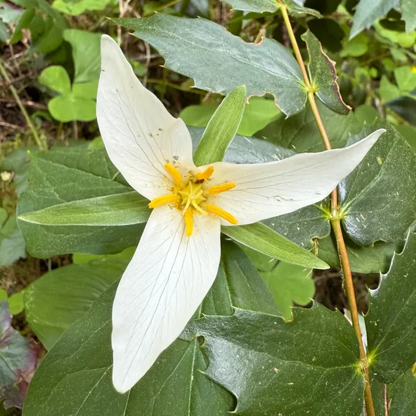 Pacific Trillium