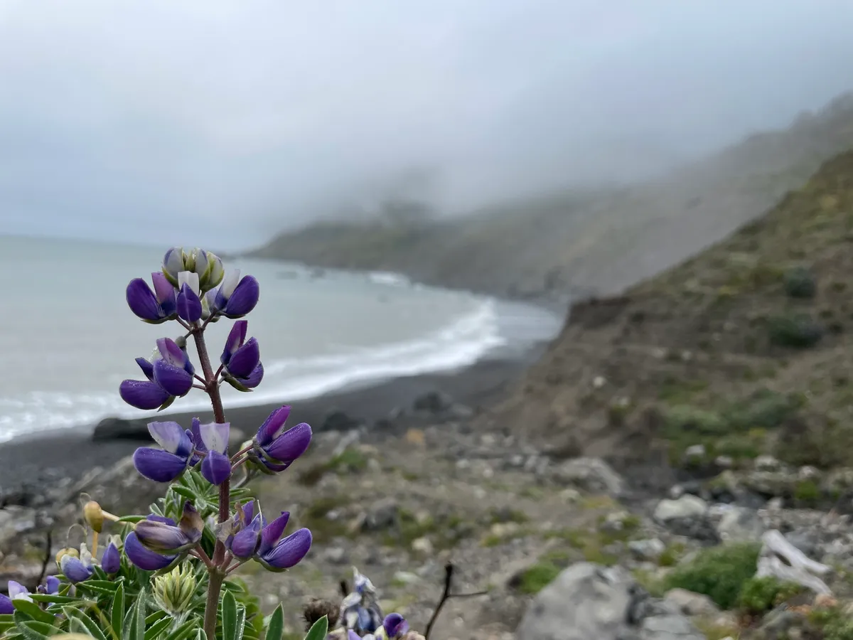 Seashore Lupine