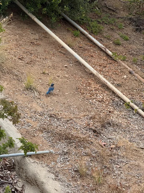 California Scrub Jay
