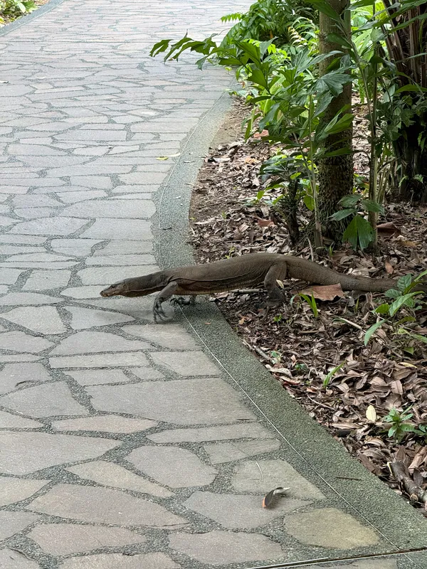 Indomalayan Water Monitor