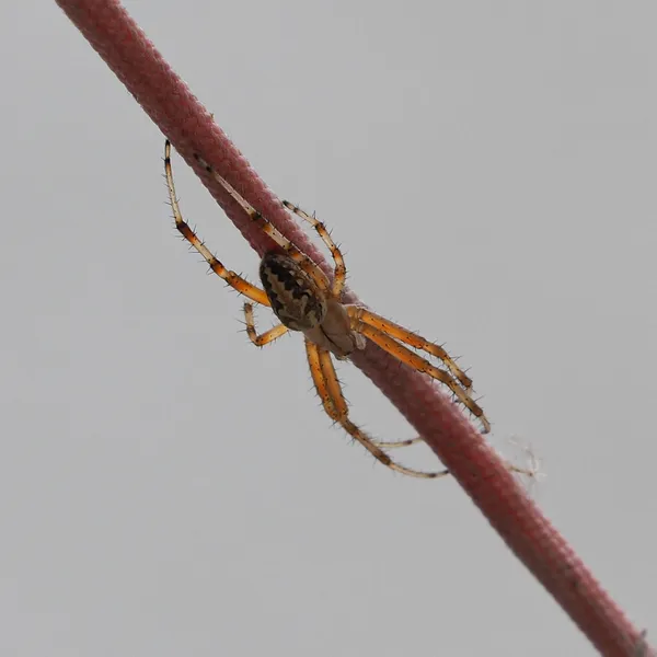 Western Spotted Orbweaver