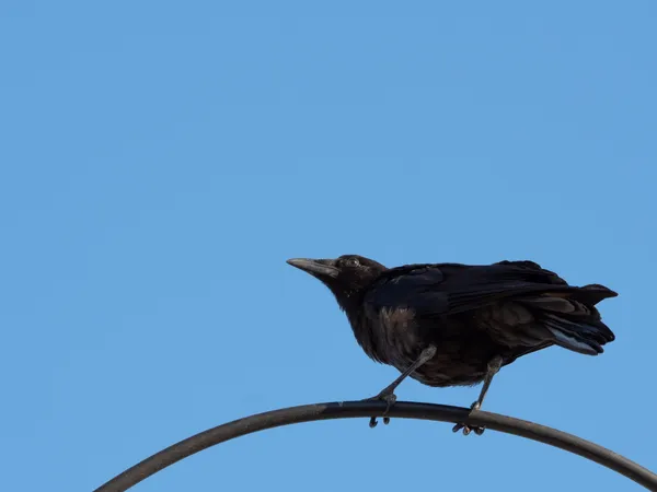 American Crow