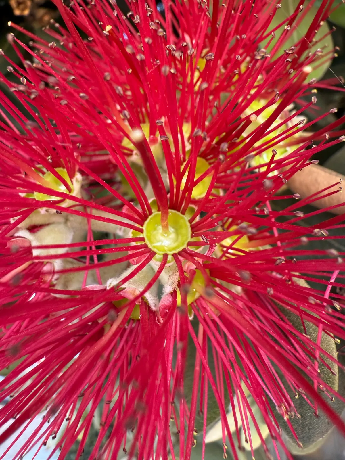 Pōhutukawa