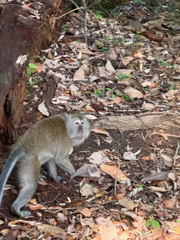 Long Tailed Macaque