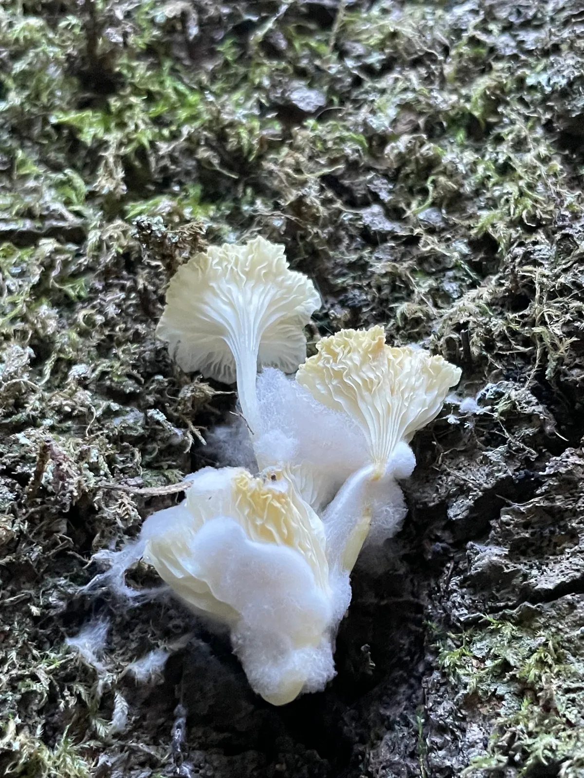 Fungi Including Lichens