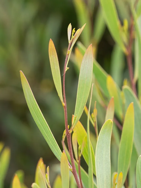 Western Coastal Wattle