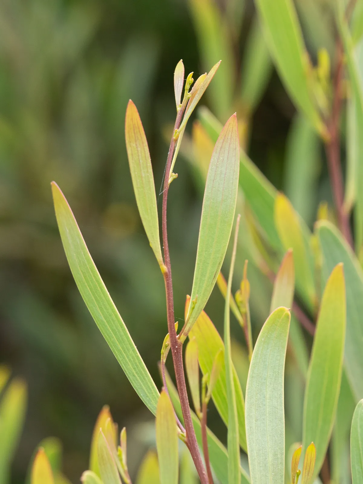 Western Coastal Wattle