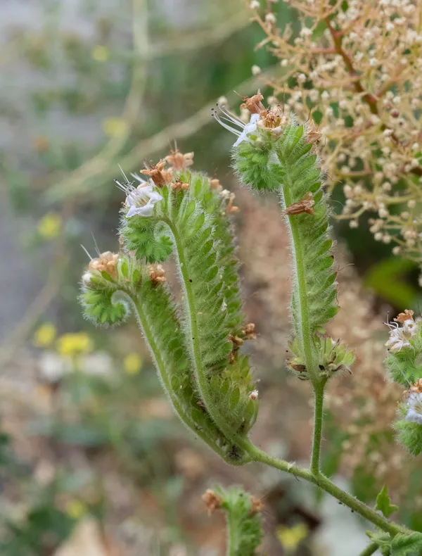 Branching Phacelia