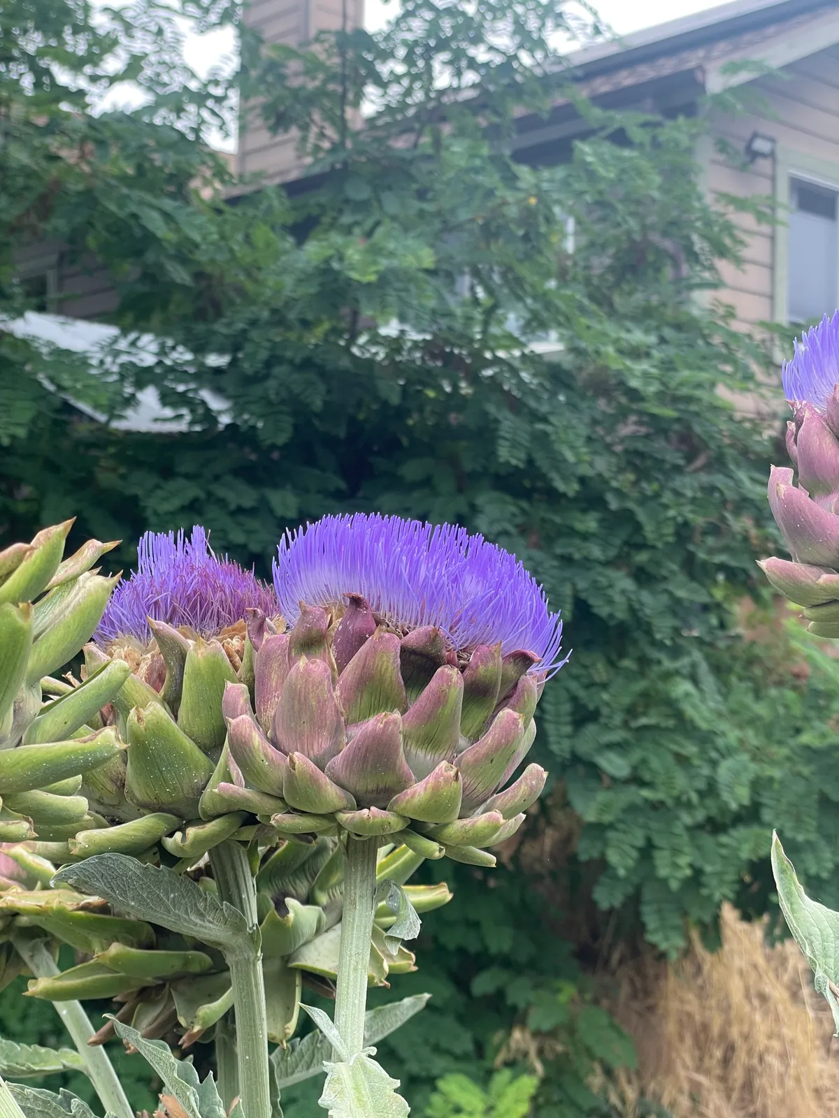 Artichoke Thistle