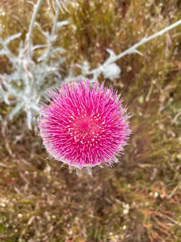 Cobwebby Thistle