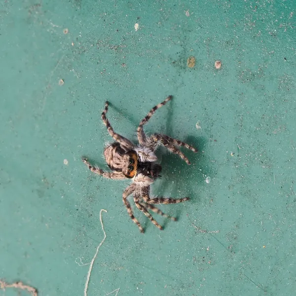 Gray Wall Jumping Spider