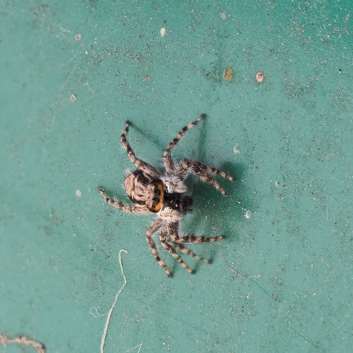 Gray Wall Jumping Spider