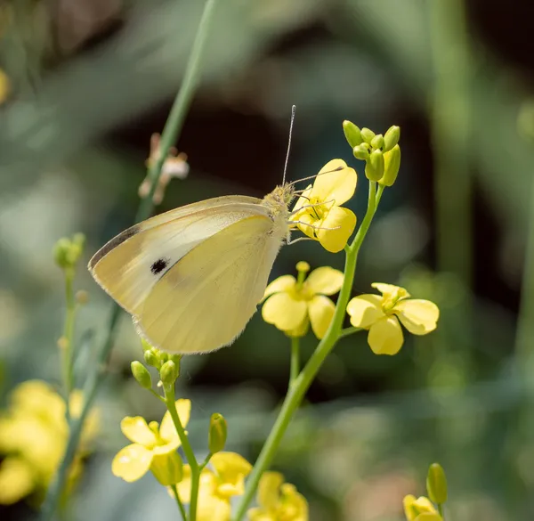 Cabbage White