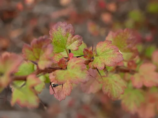 Fuchsiaflower Gooseberry
