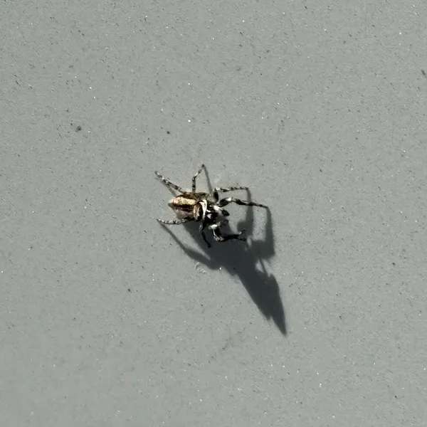 Gray Wall Jumping Spider