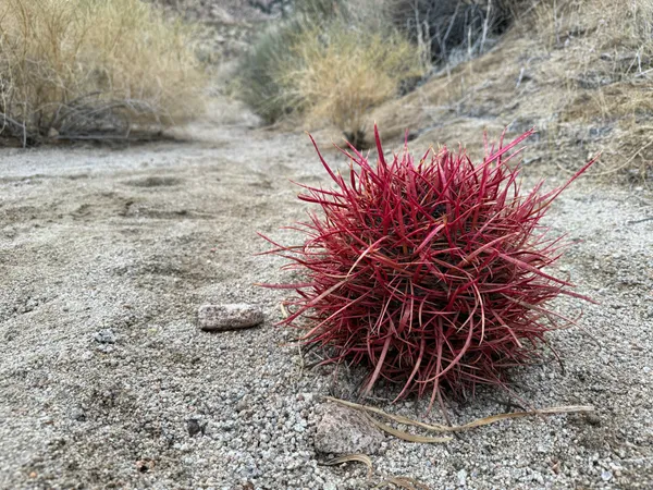California Barrel Cactus