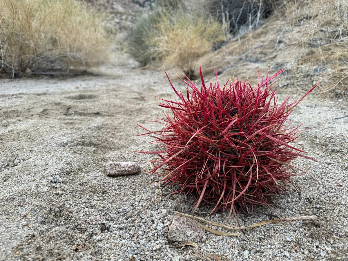 California Barrel Cactus