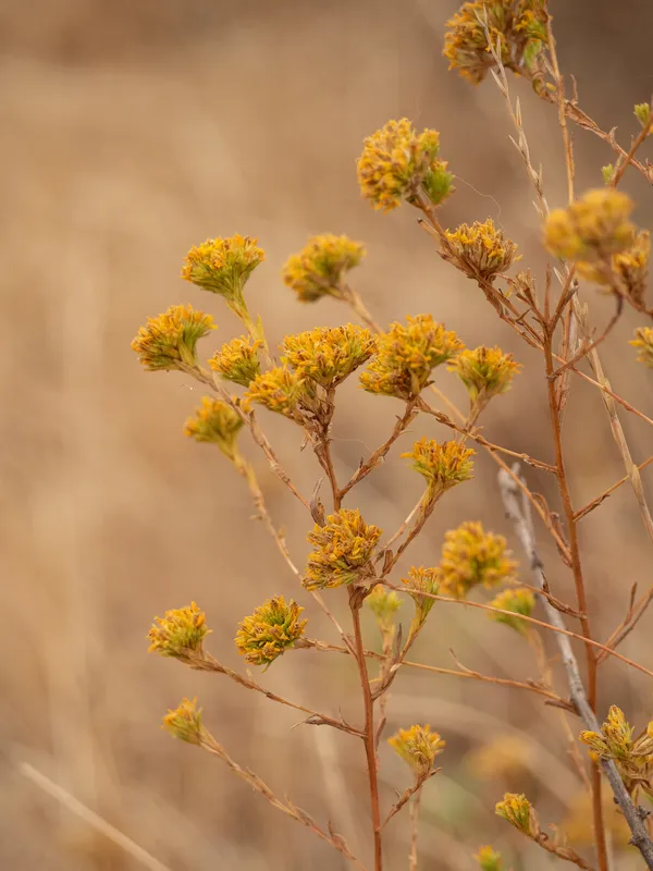 Clustered Tarweed