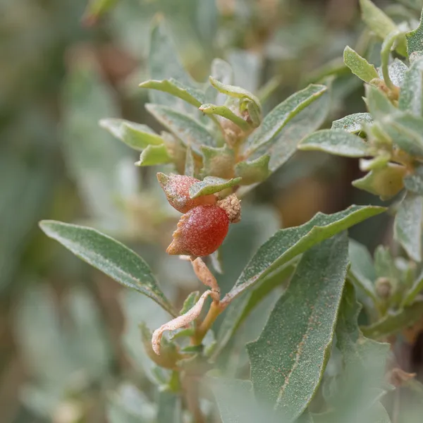 Berry Saltbush