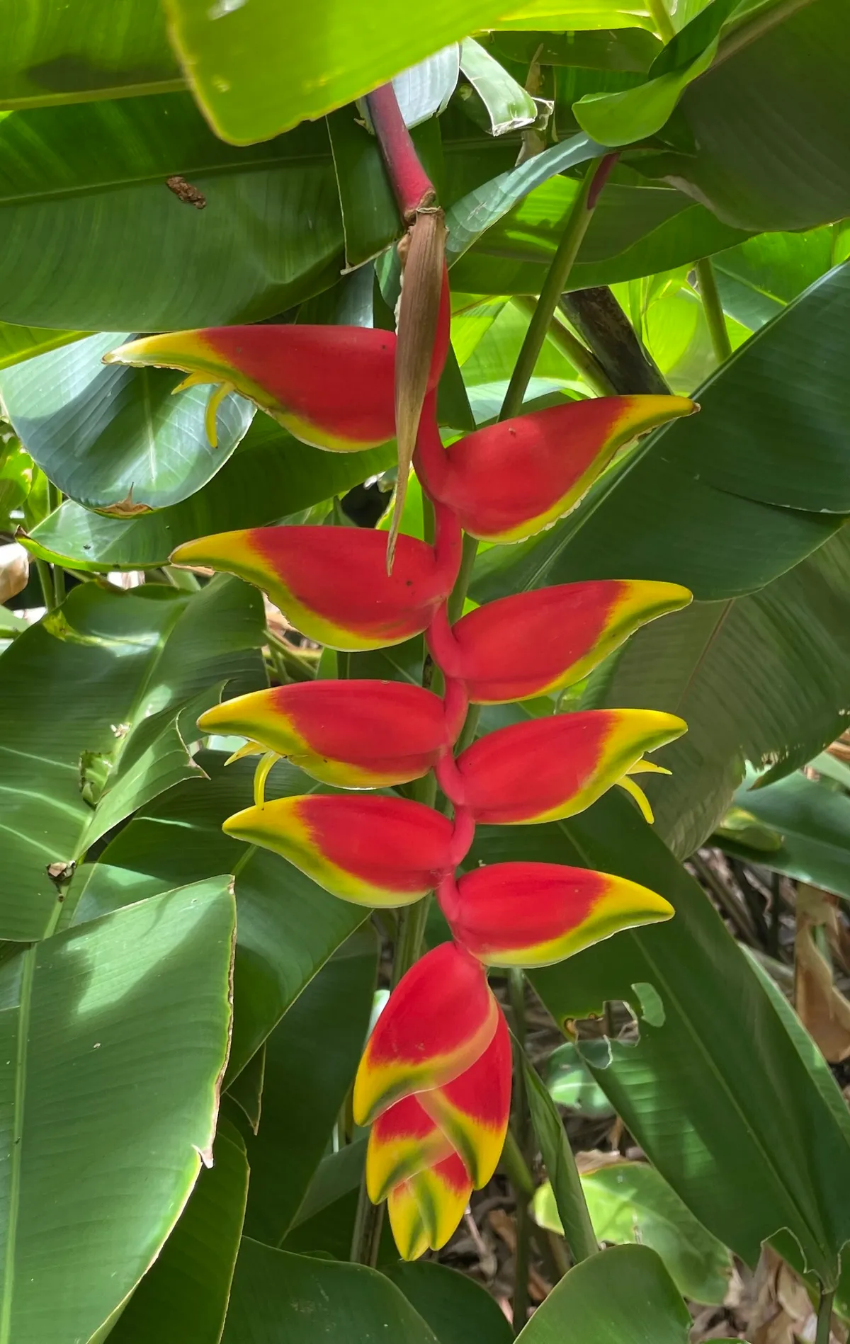 Hanging Lobster Claw Heliconia