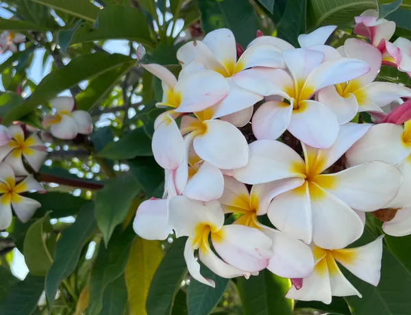 Frangipani Trees