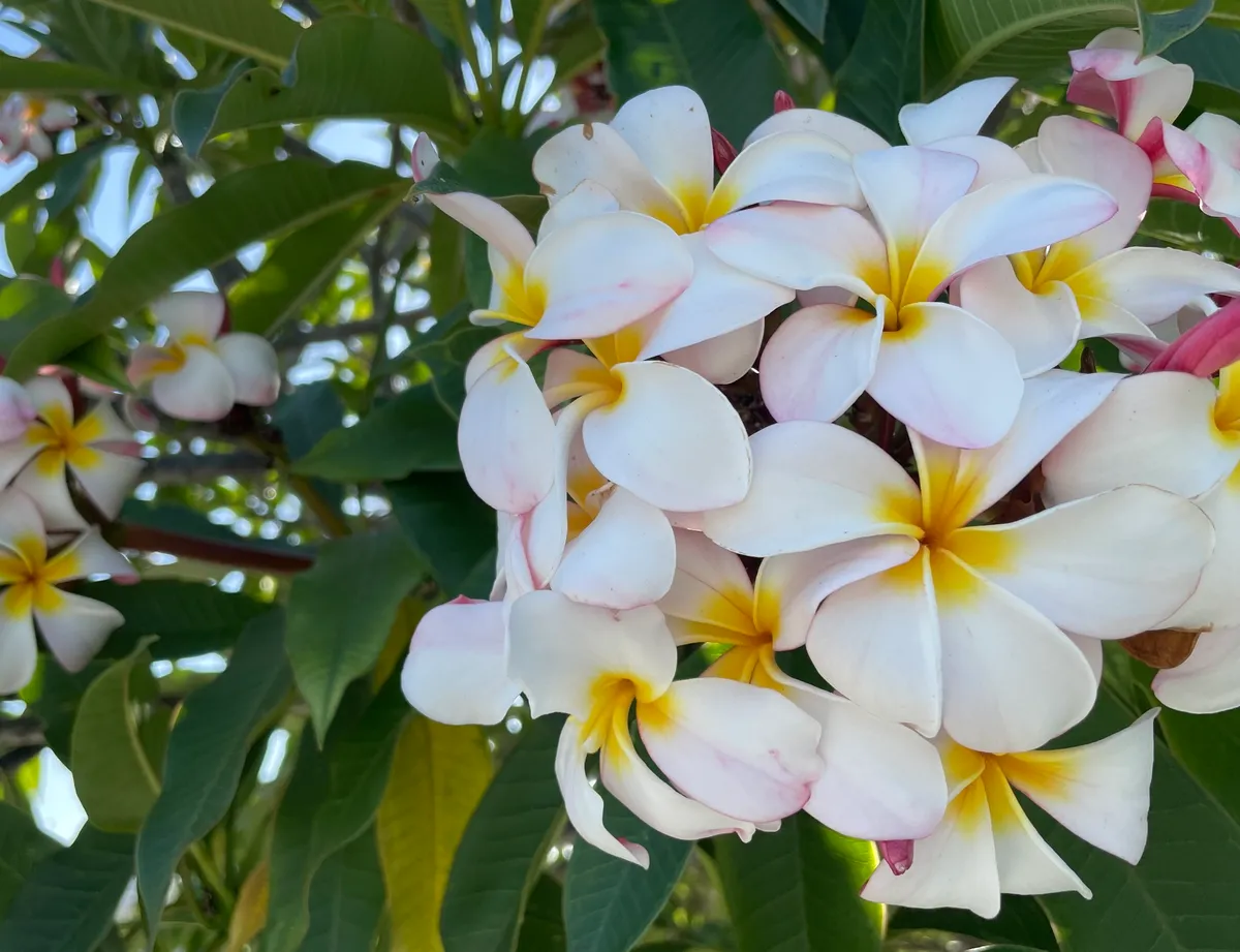 Frangipani Trees