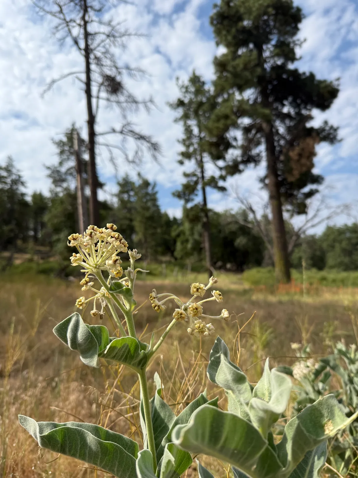 Woollypod Milkweed