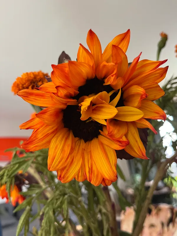 Sunflowers, Daisies, Asters, And Allies