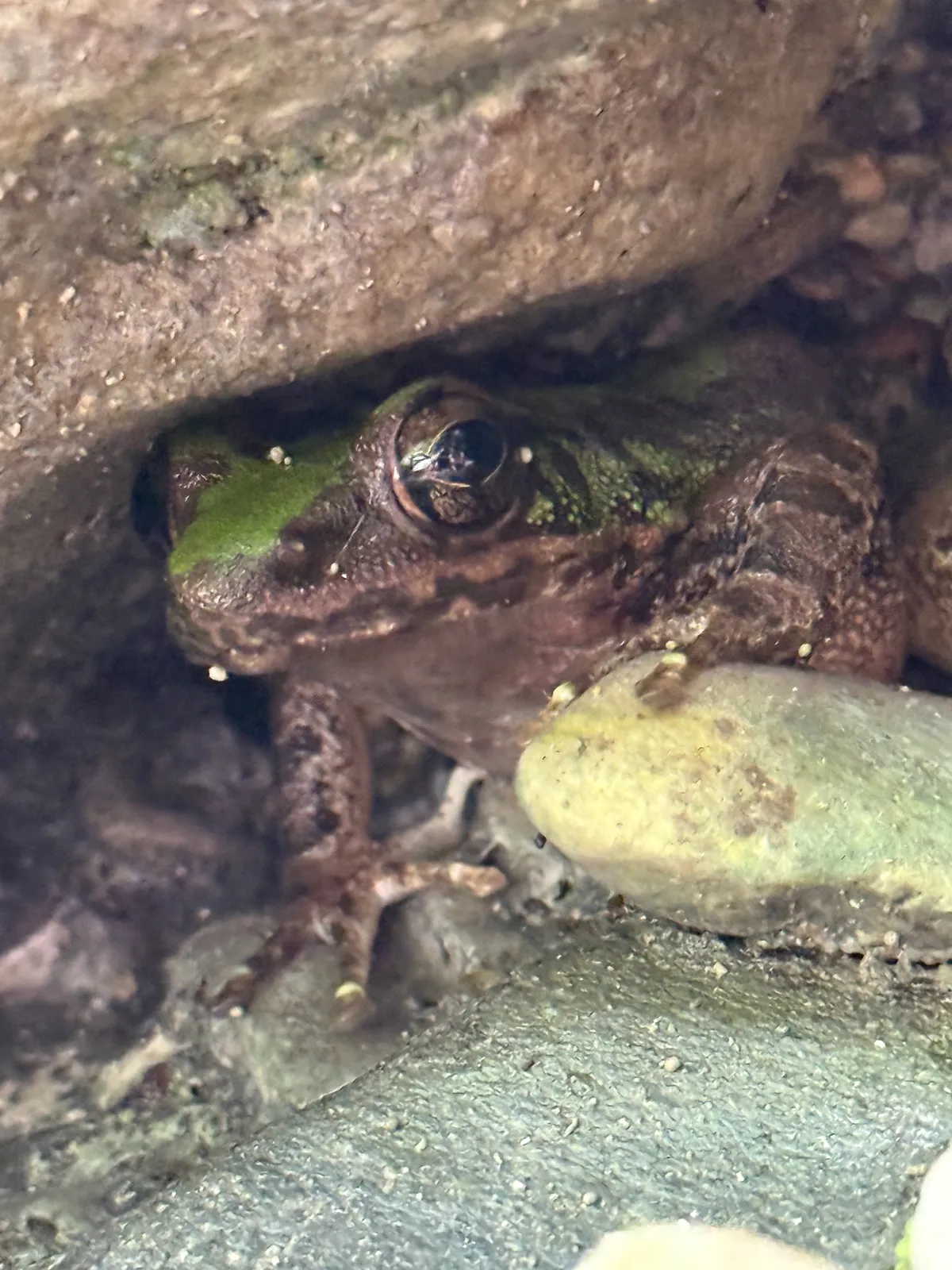Swinhoe's Frog